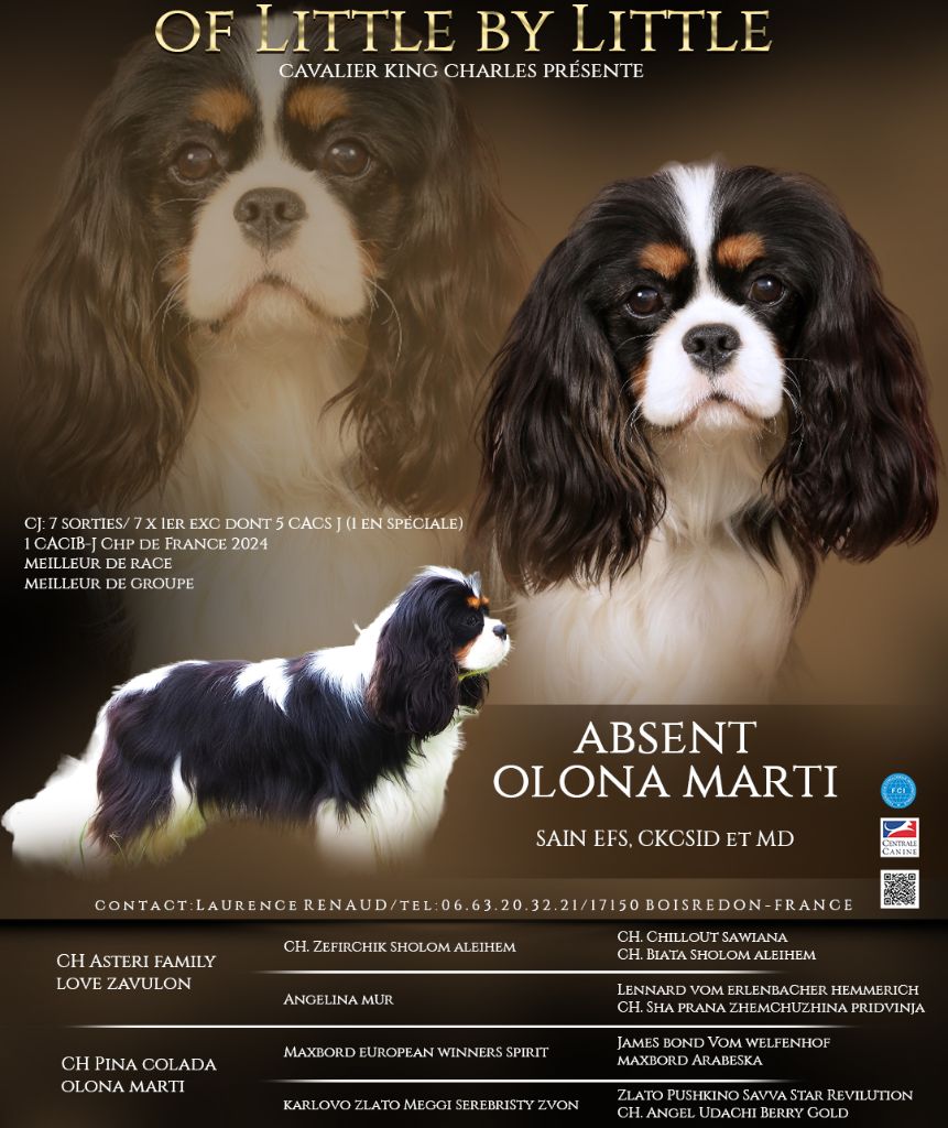 Of little by little - Chiot disponible  - Cavalier King Charles Spaniel