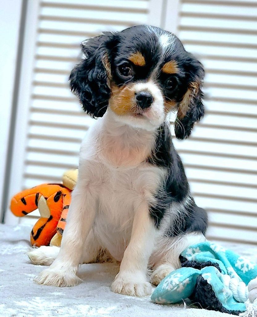 Of little by little - Chiot disponible  - Cavalier King Charles Spaniel