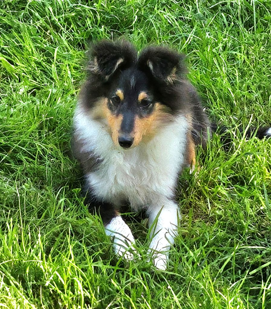 Of little by little - Chiot disponible  - Shetland Sheepdog