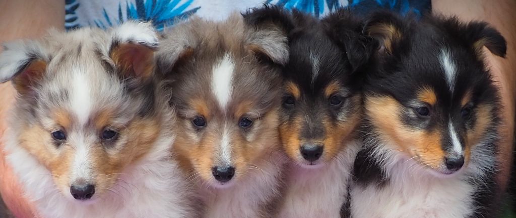 chiot Shetland Sheepdog Of little by little