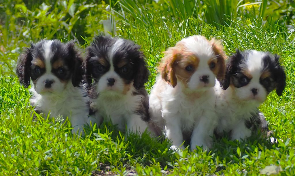 chiot Cavalier King Charles Spaniel Of little by little