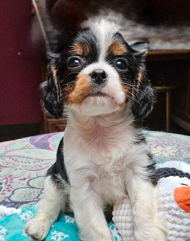 chiot Cavalier King Charles Spaniel Of little by little