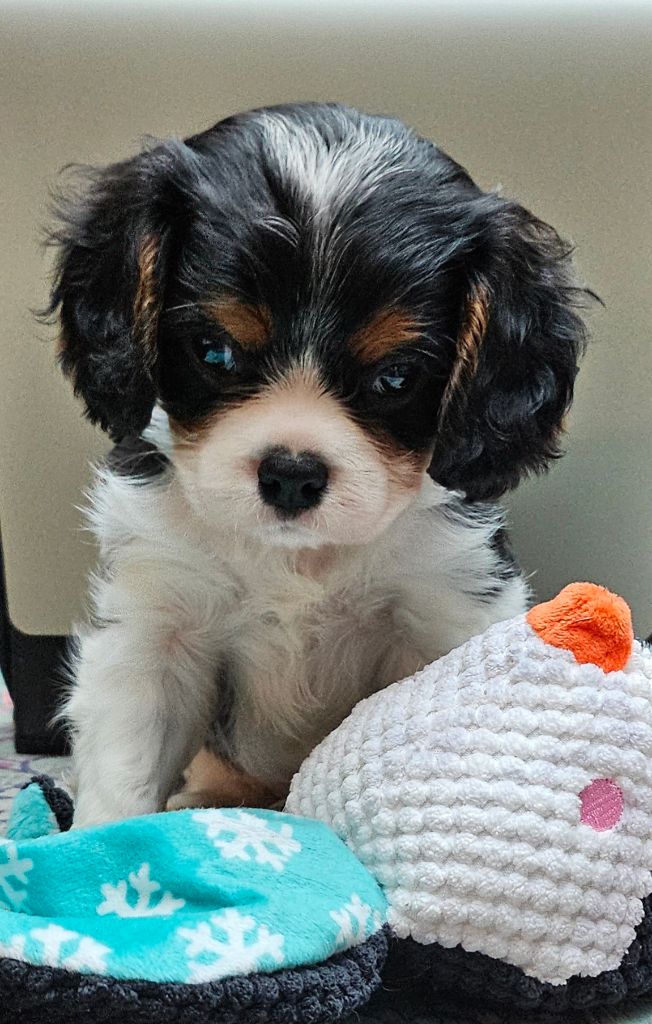 Of little by little - Chiot disponible  - Cavalier King Charles Spaniel