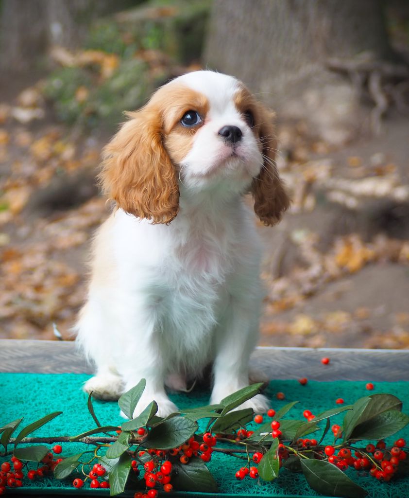 chiot Cavalier King Charles Spaniel Of little by little