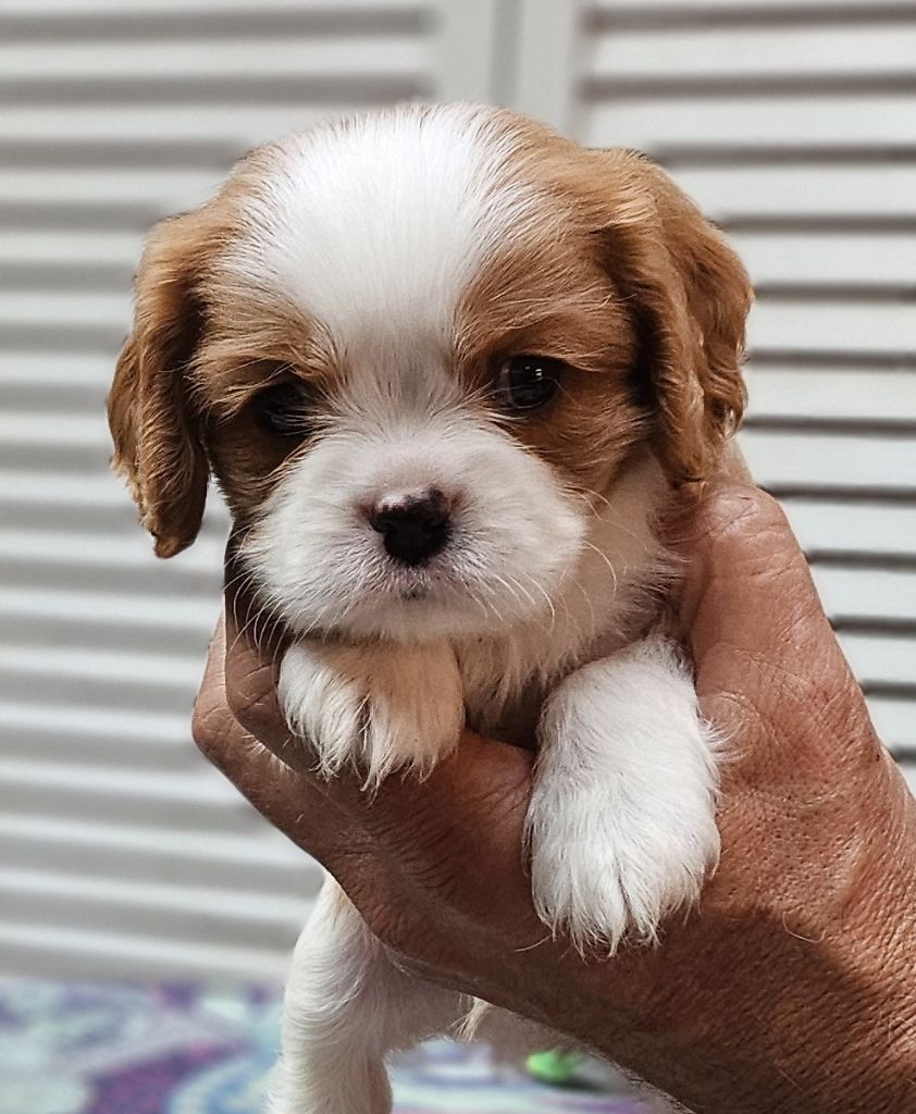 Of little by little - Chiot disponible  - Cavalier King Charles Spaniel