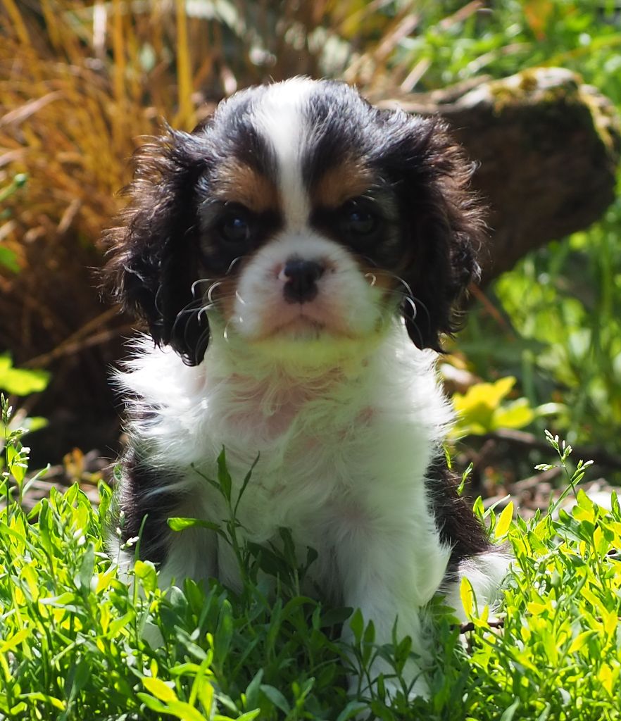 Of little by little - Chiot disponible  - Cavalier King Charles Spaniel