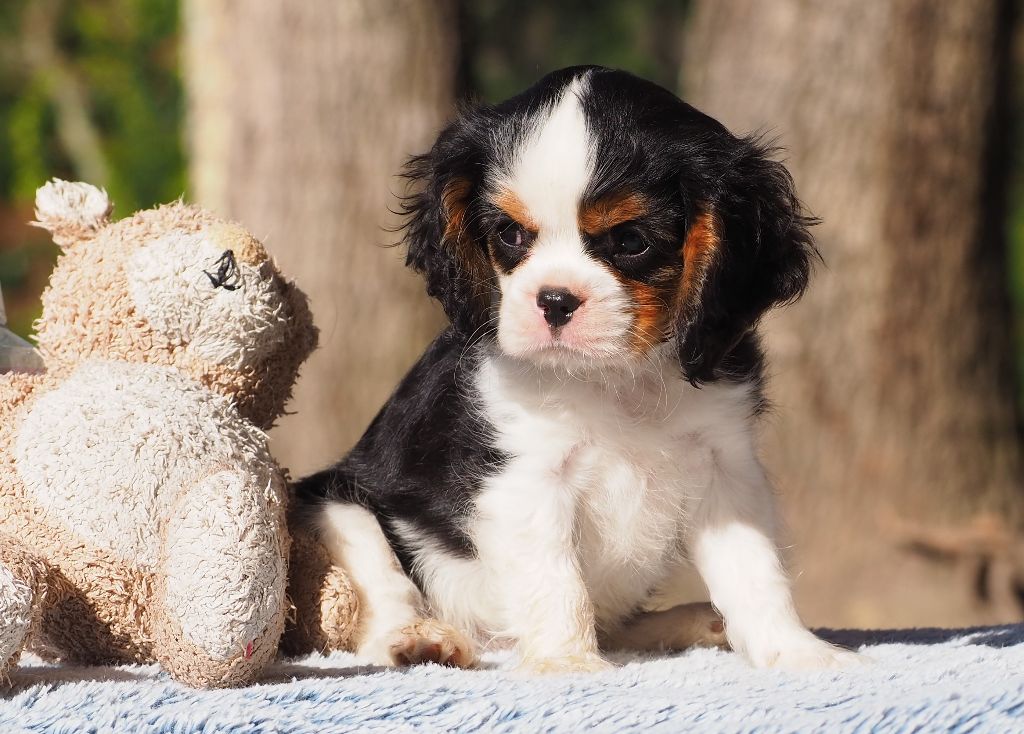 Of little by little - Chiot disponible  - Cavalier King Charles Spaniel