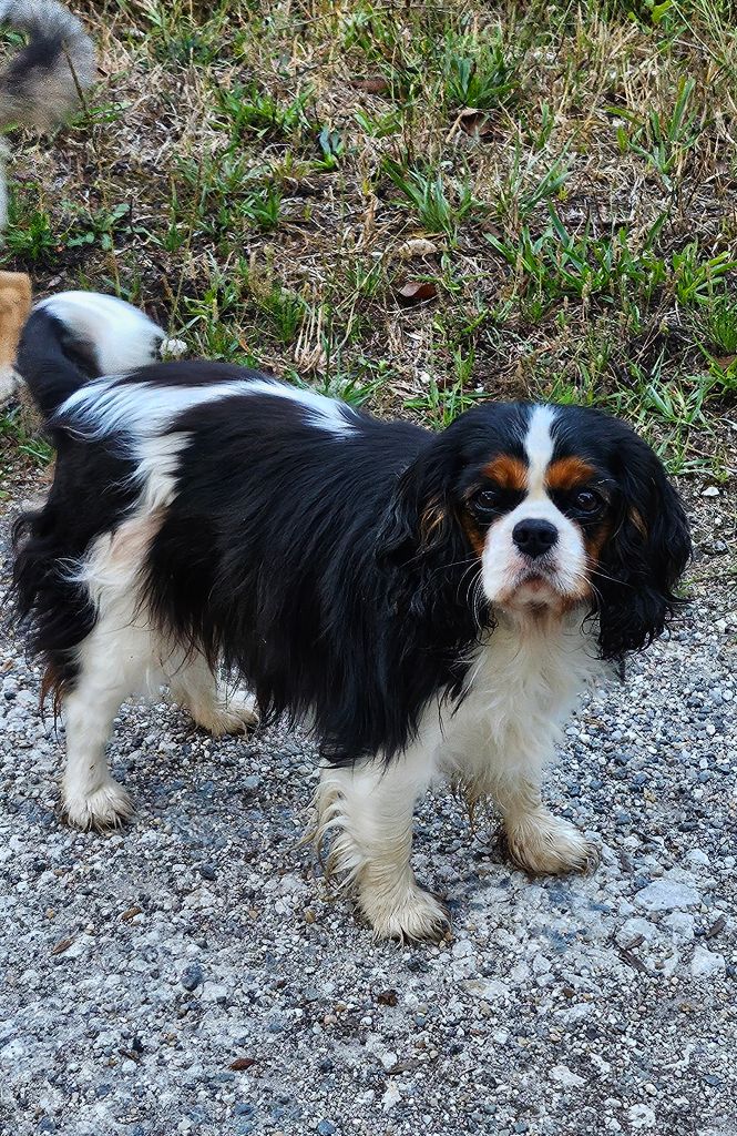 Une etoile Du Millésime Champenois