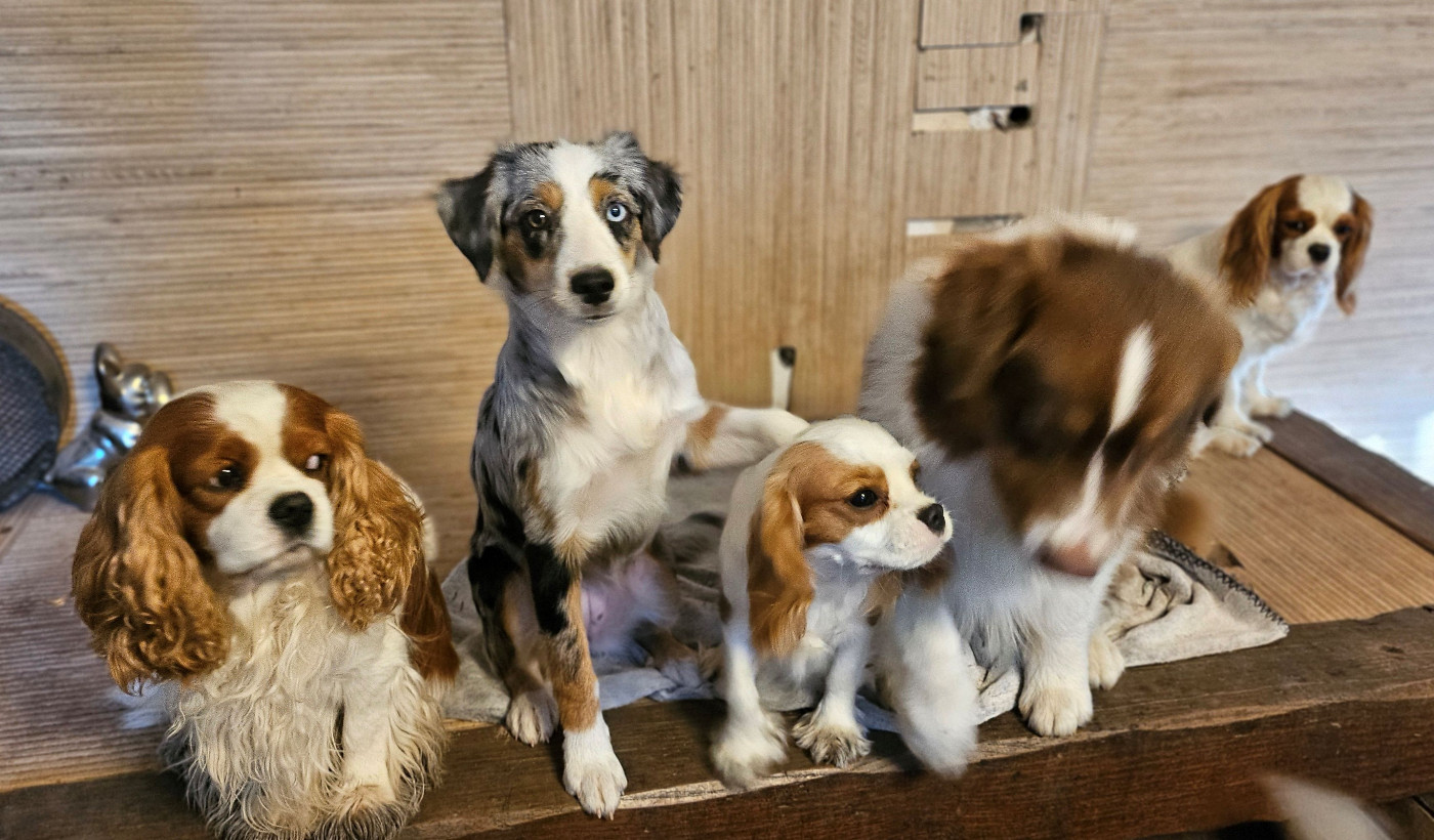 VENDETTA (Sans Affixe)