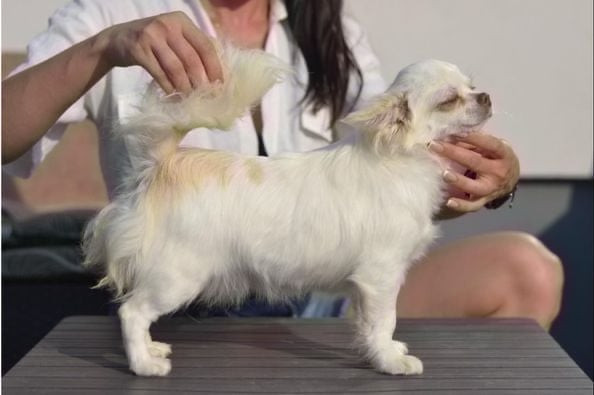 CH. HUREM bukovynian star