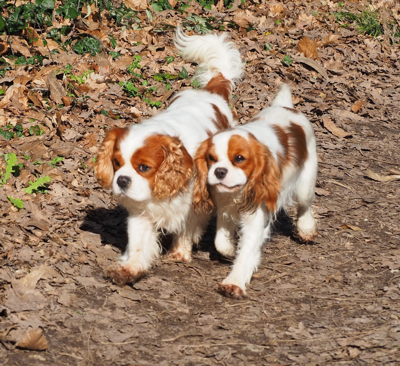 Tous nos chiens grade 0 pour le coeur