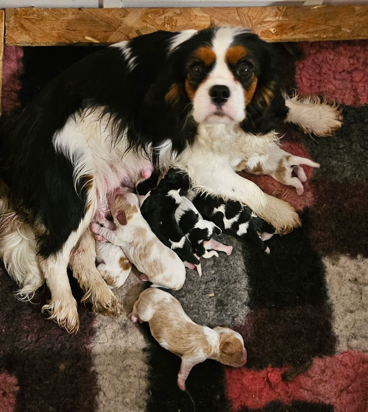Chiots disponibles ou à réserver