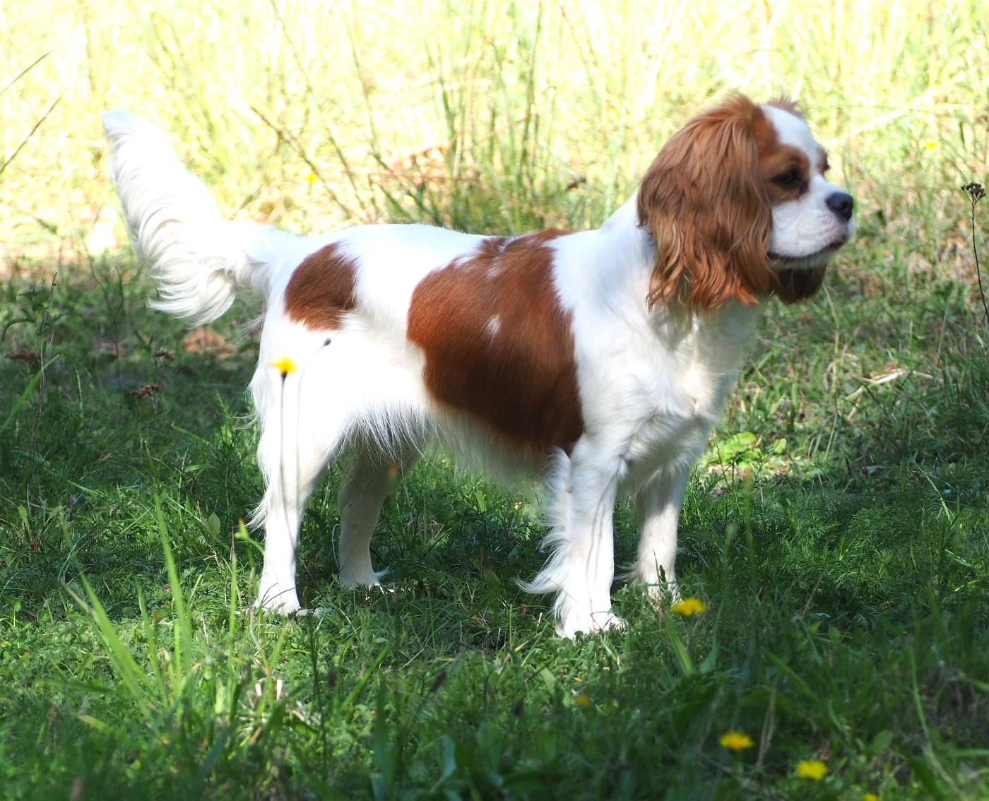 TAGADA à adopter retraite