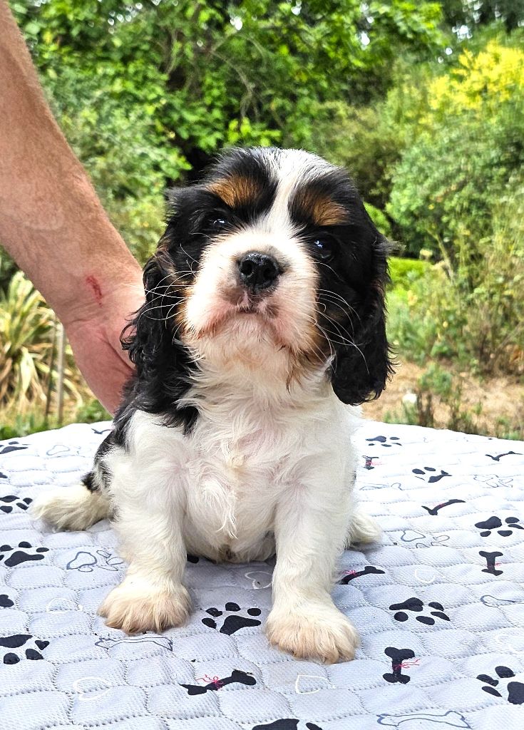 Chiot Cavalier King Charles Spaniel Of little by little