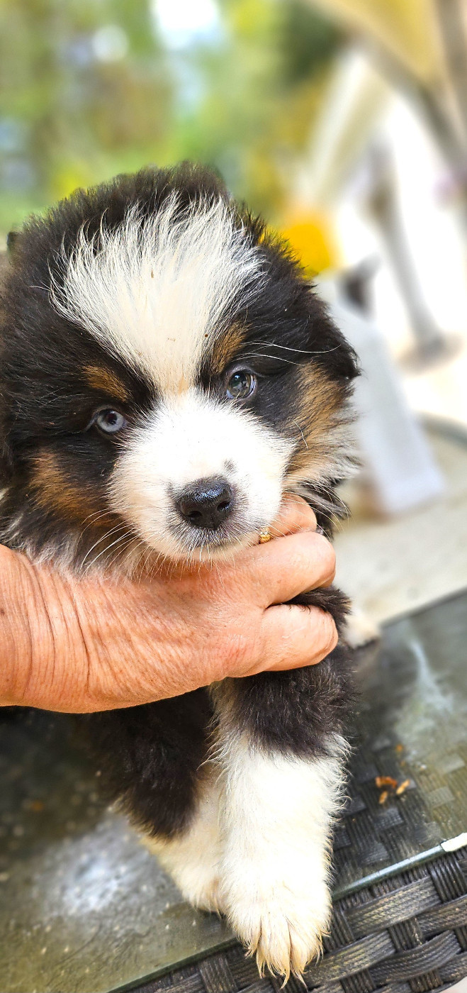 Of little by little - Chiots disponibles - Berger Américain Miniature 