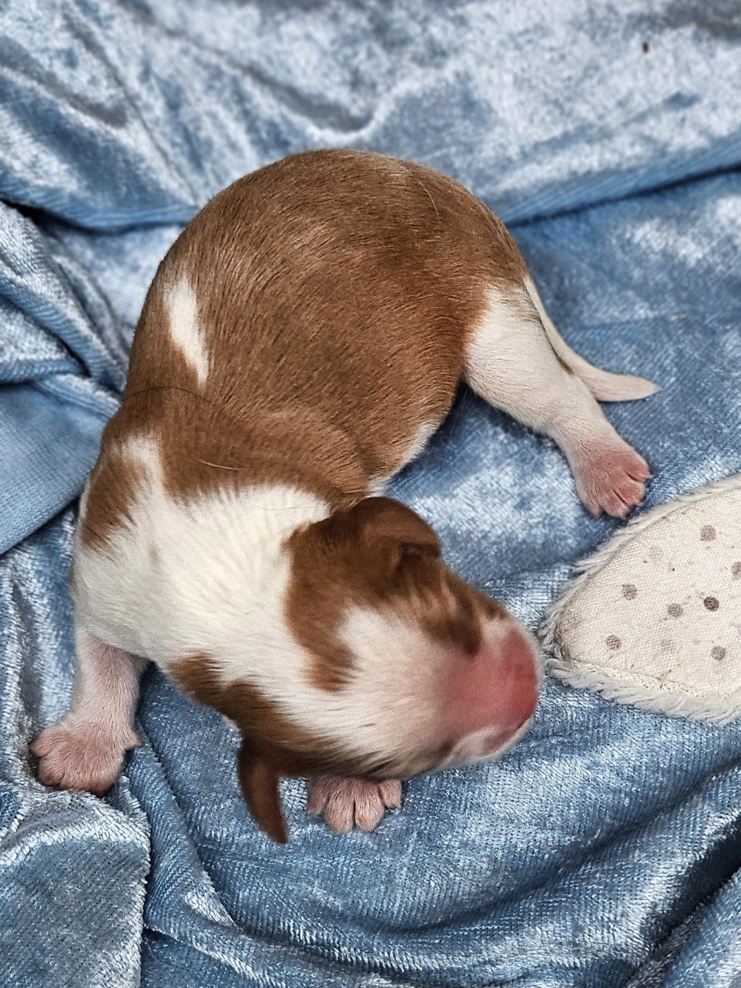 Of little by little - Cavalier King Charles Spaniel - Portée née le 25/10/2025