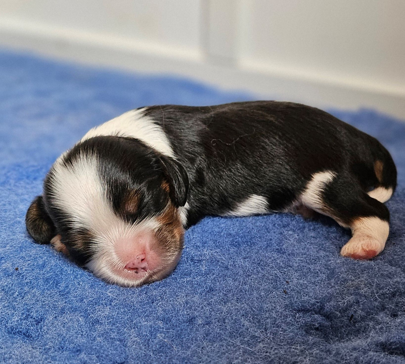 Of little by little - Chiots disponibles - Cavalier King Charles Spaniel