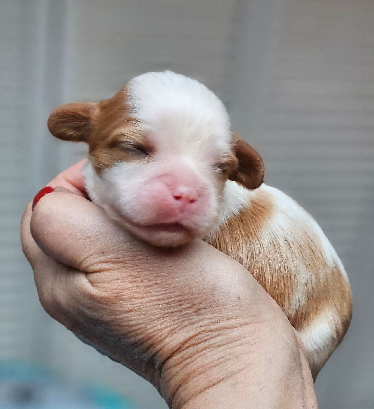 Of little by little - Chiots disponibles - Cavalier King Charles Spaniel