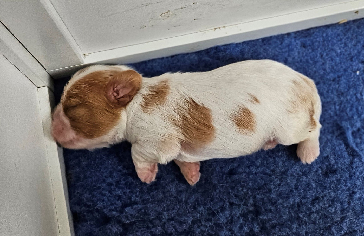 Of little by little - Chiots disponibles - Cavalier King Charles Spaniel