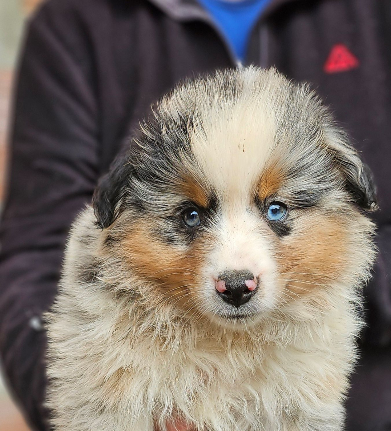 Of little by little - Chiots disponibles - Berger Américain Miniature 