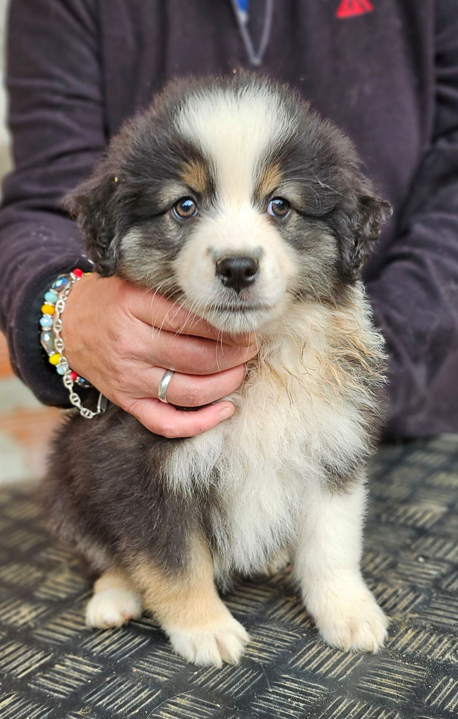 Of little by little - Chiots disponibles - Berger Américain Miniature 