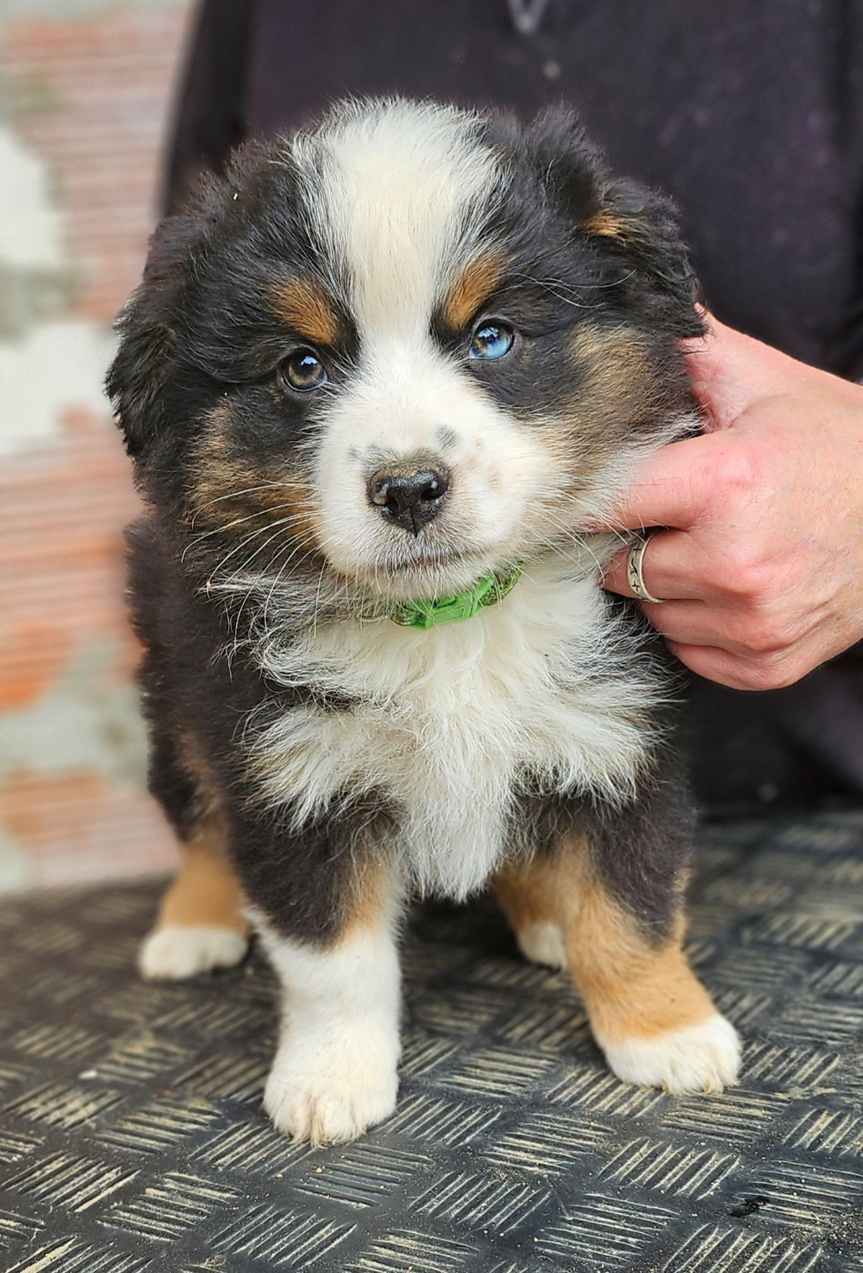 Of little by little - Chiots disponibles - Berger Américain Miniature 