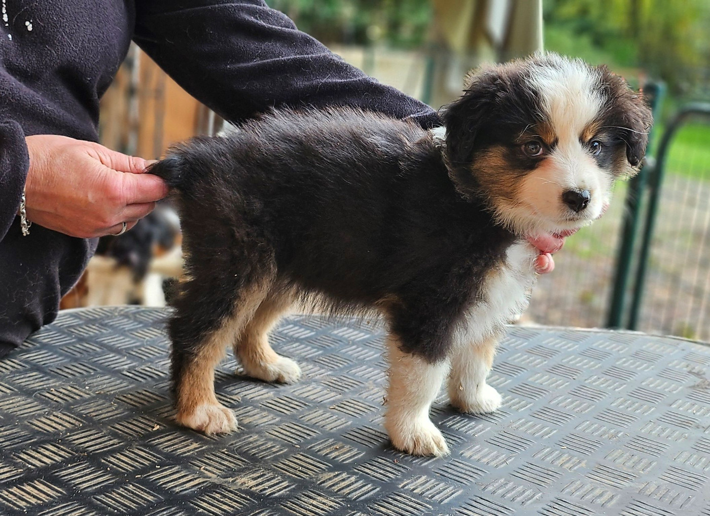 Of little by little - Chiots disponibles - Berger Américain Miniature 