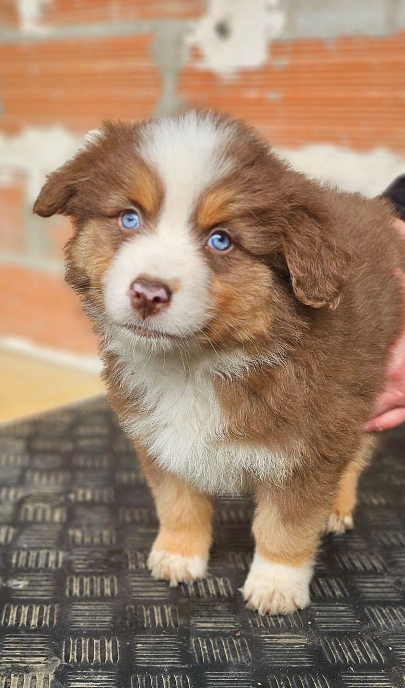 Of little by little - Chiots disponibles - Berger Américain Miniature 