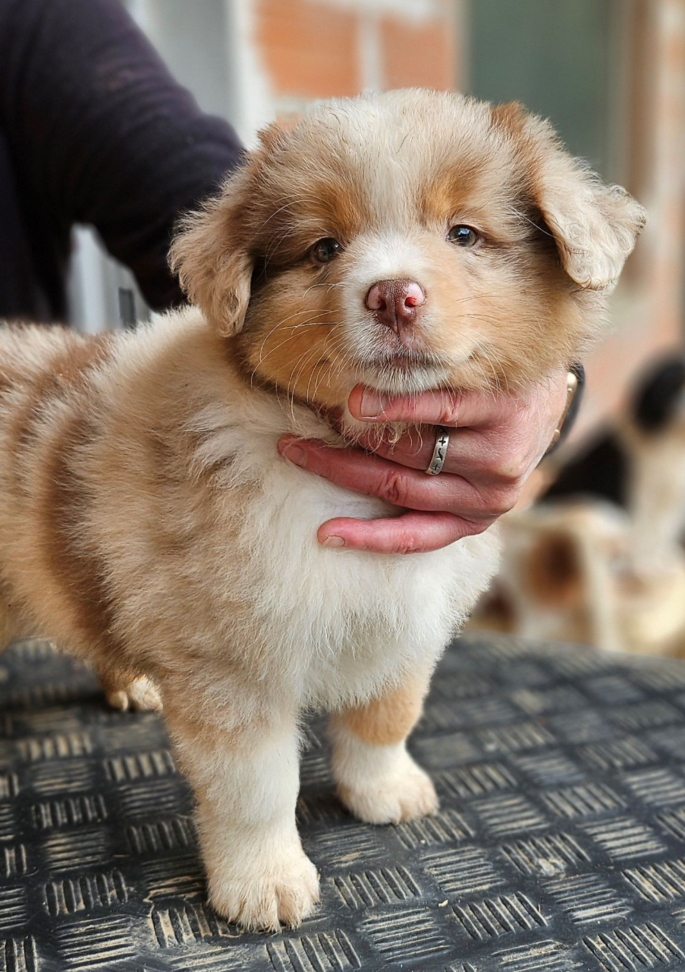 Of little by little - Chiots disponibles - Berger Américain Miniature 