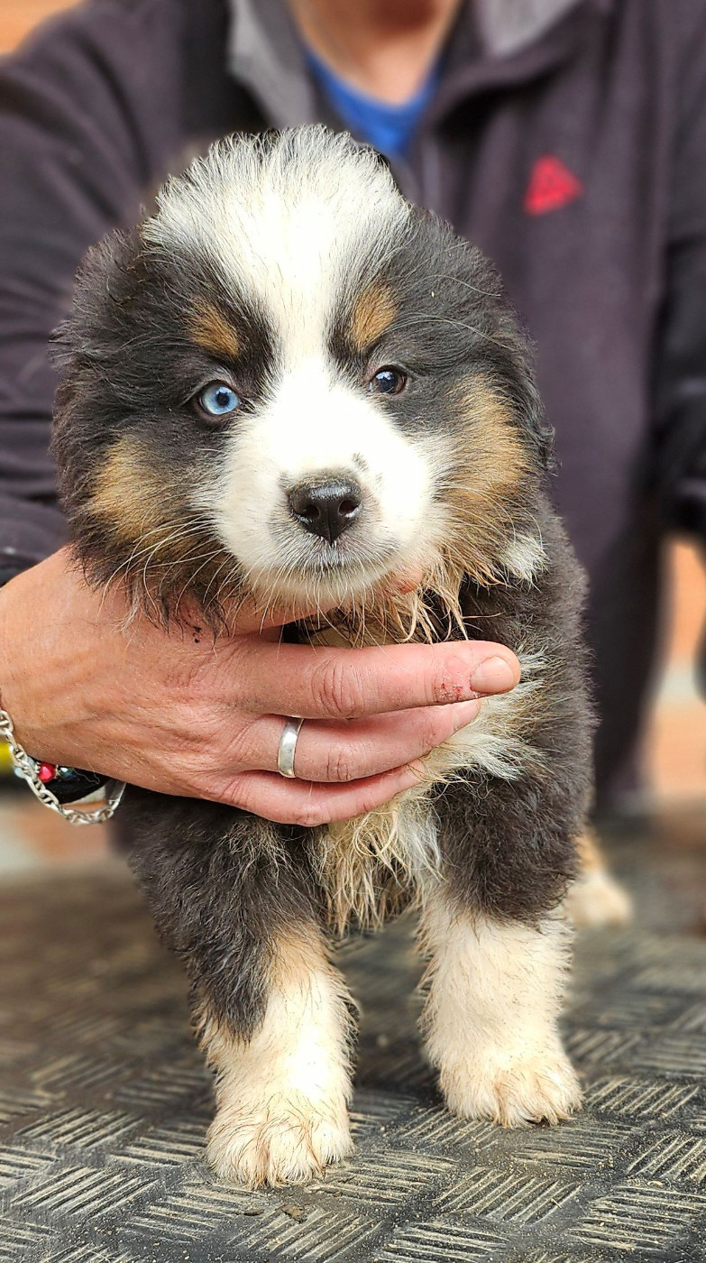 Of little by little - Chiots disponibles - Berger Américain Miniature 