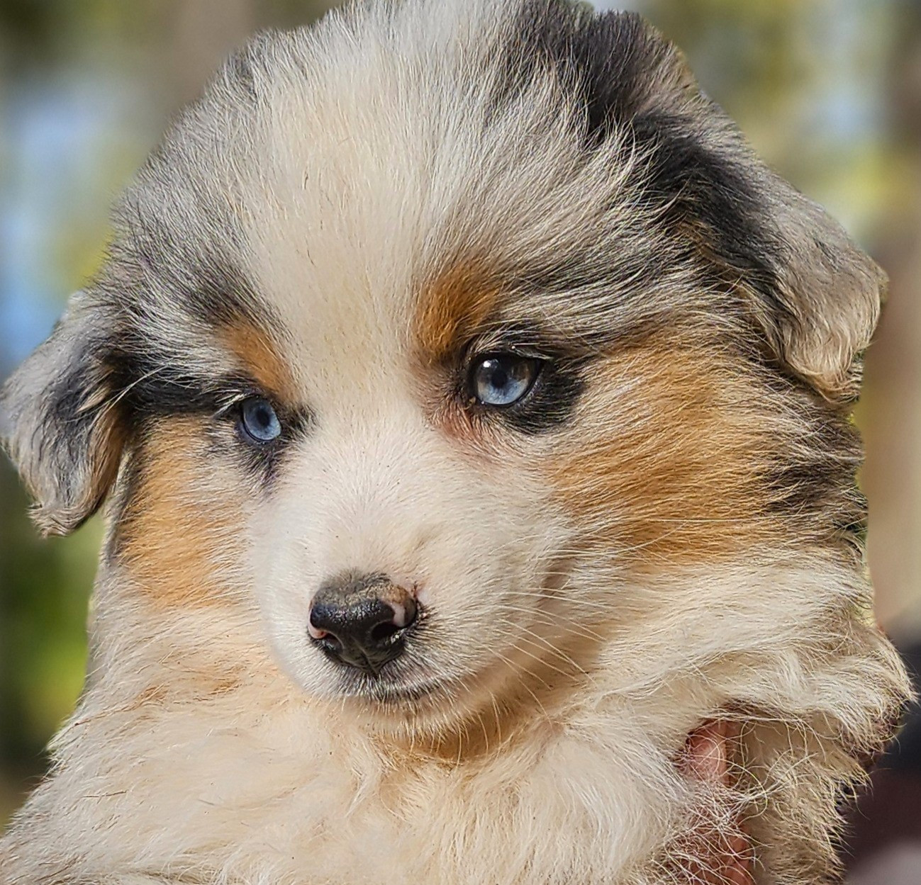 Of little by little - Chiots disponibles - Berger Américain Miniature 