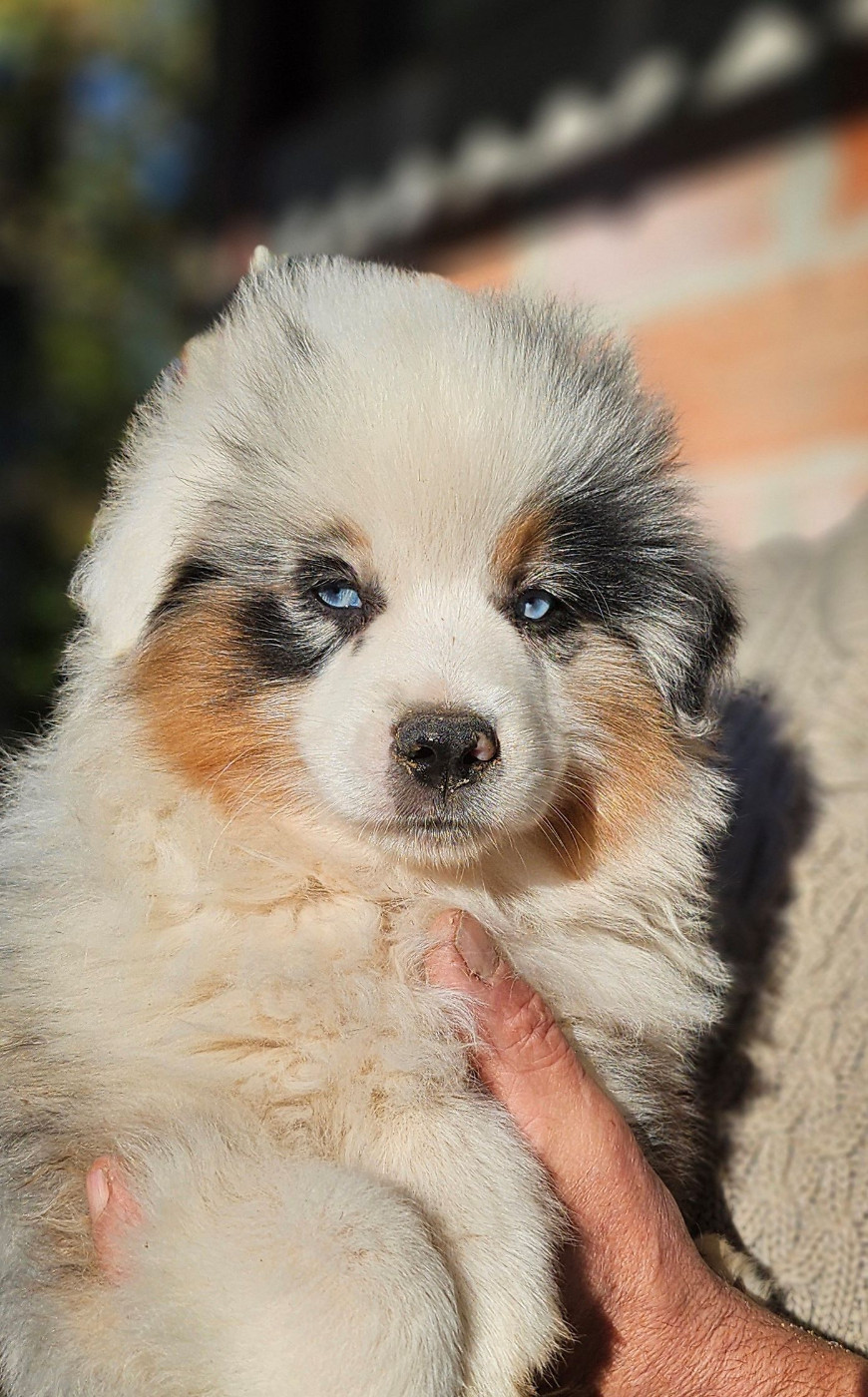 Of little by little - Chiots disponibles - Berger Américain Miniature 