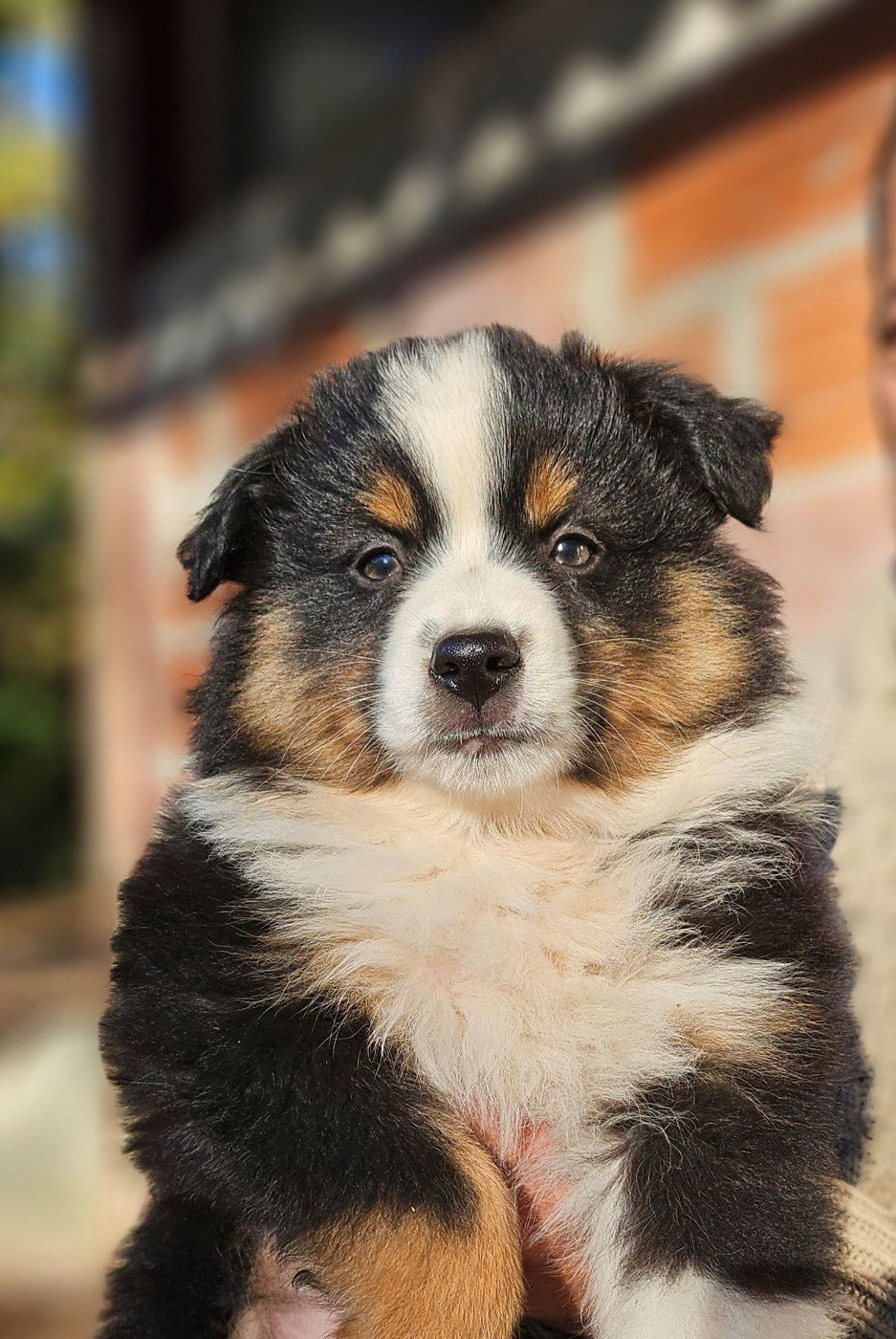 Of little by little - Chiots disponibles - Berger Américain Miniature 