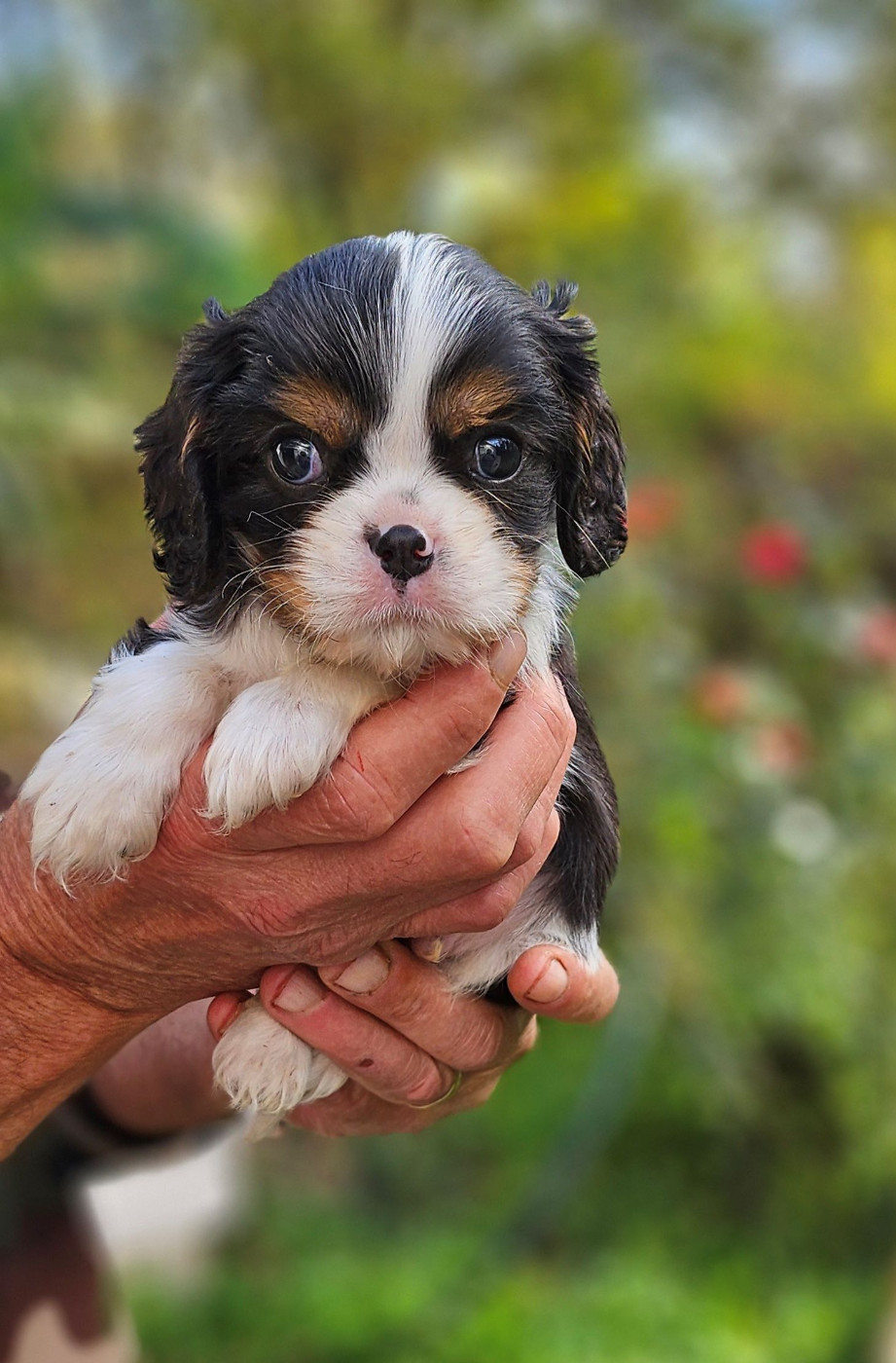 Of little by little - Cavalier King Charles Spaniel - Portée née le 26/09/2025