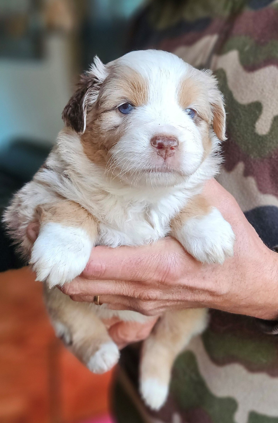 Of little by little - Chiots disponibles - Berger Américain Miniature 