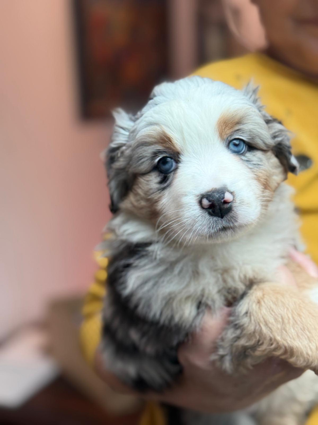 Of little by little - Chiots disponibles - Berger Américain Miniature 