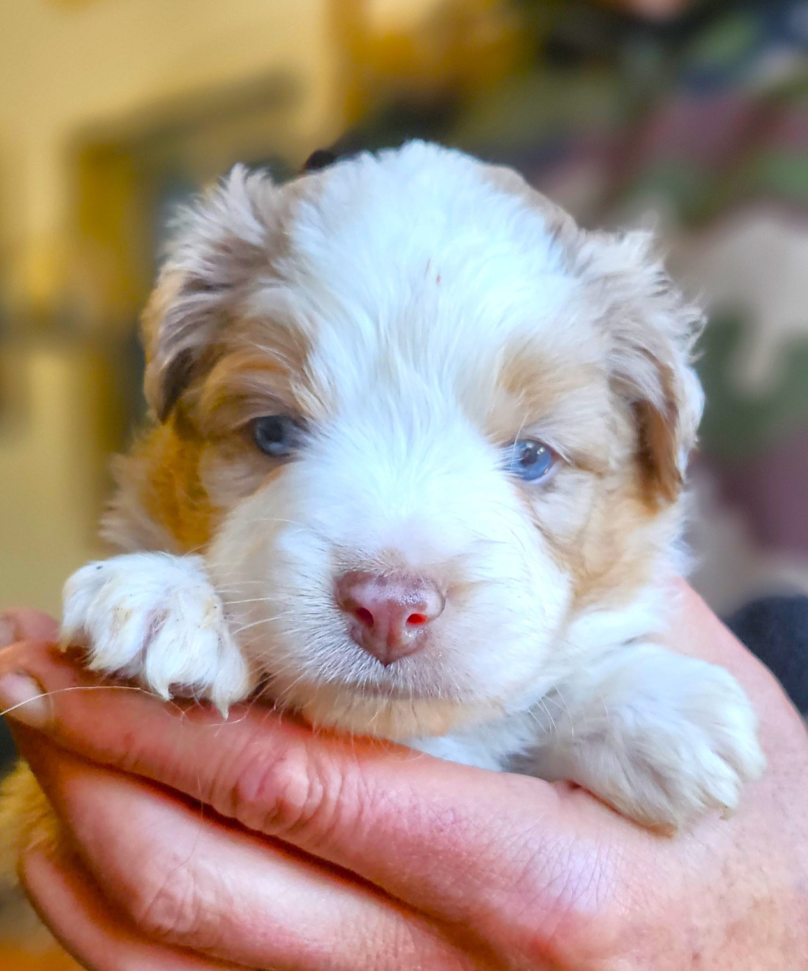 Of little by little - Chiots disponibles - Berger Américain Miniature 