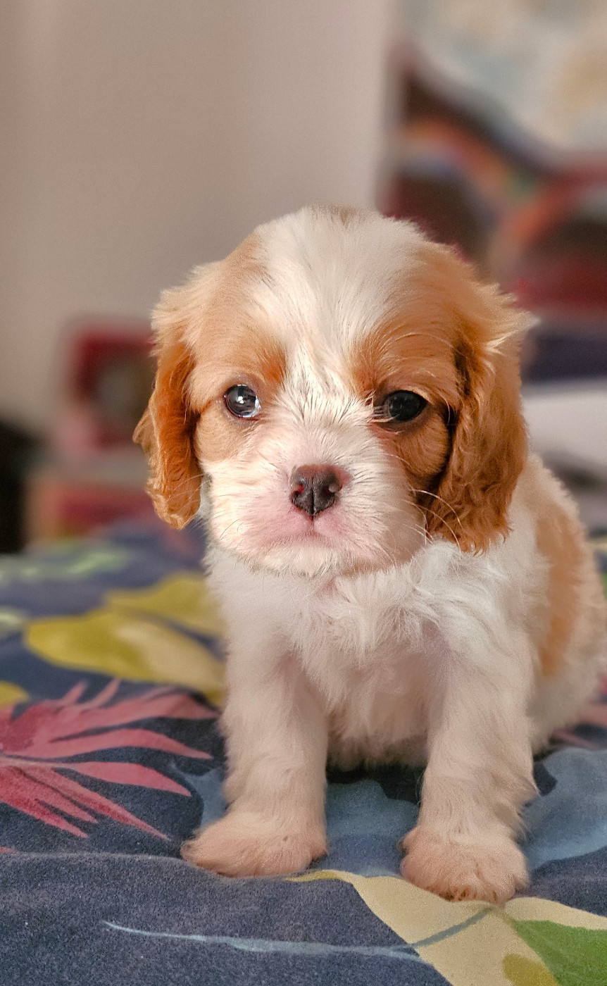 Of little by little - Cavalier King Charles Spaniel - Portée née le 18/10/2025