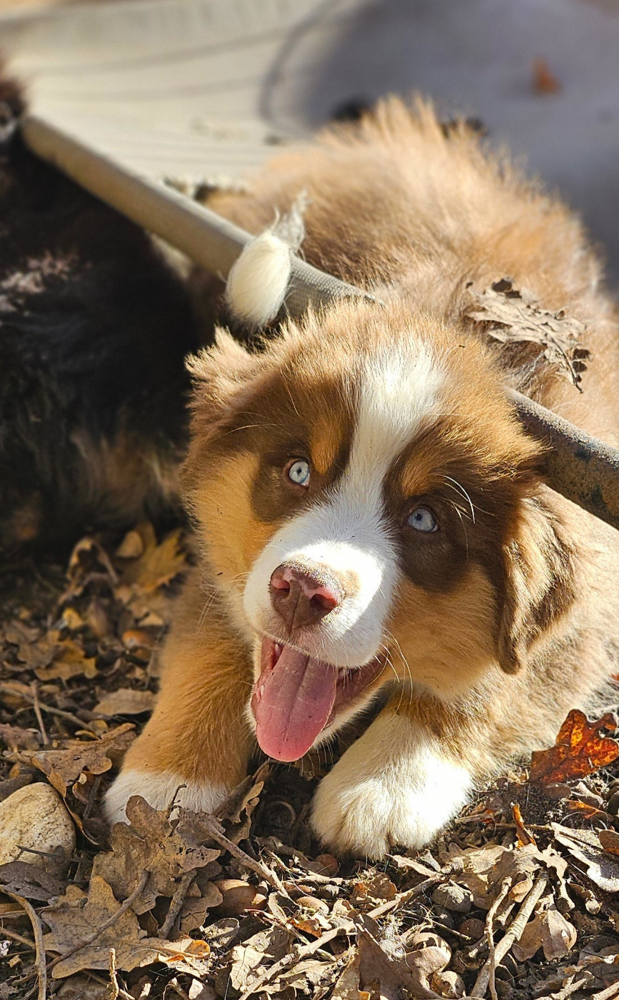 Of little by little - Chiots disponibles - Berger Américain Miniature 