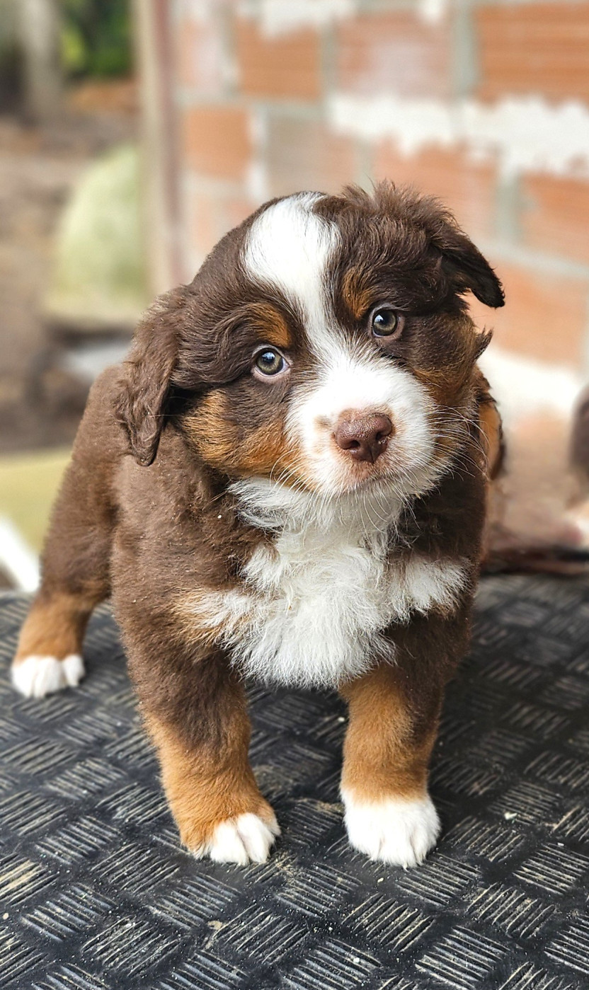 Of little by little - Chiots disponibles - Berger Américain Miniature 