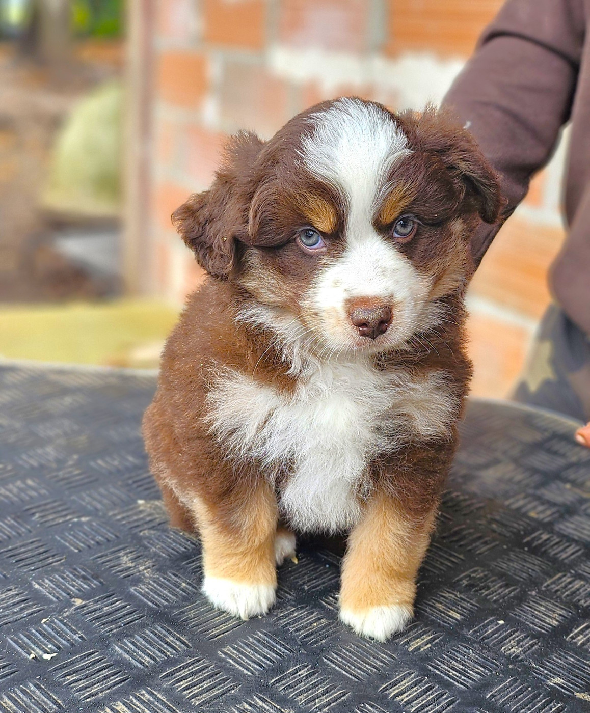 Of little by little - Chiots disponibles - Berger Américain Miniature 