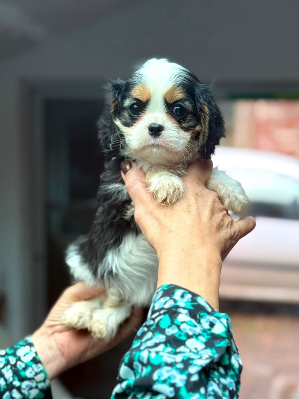 Of little by little - Chiots disponibles - Cavalier King Charles Spaniel