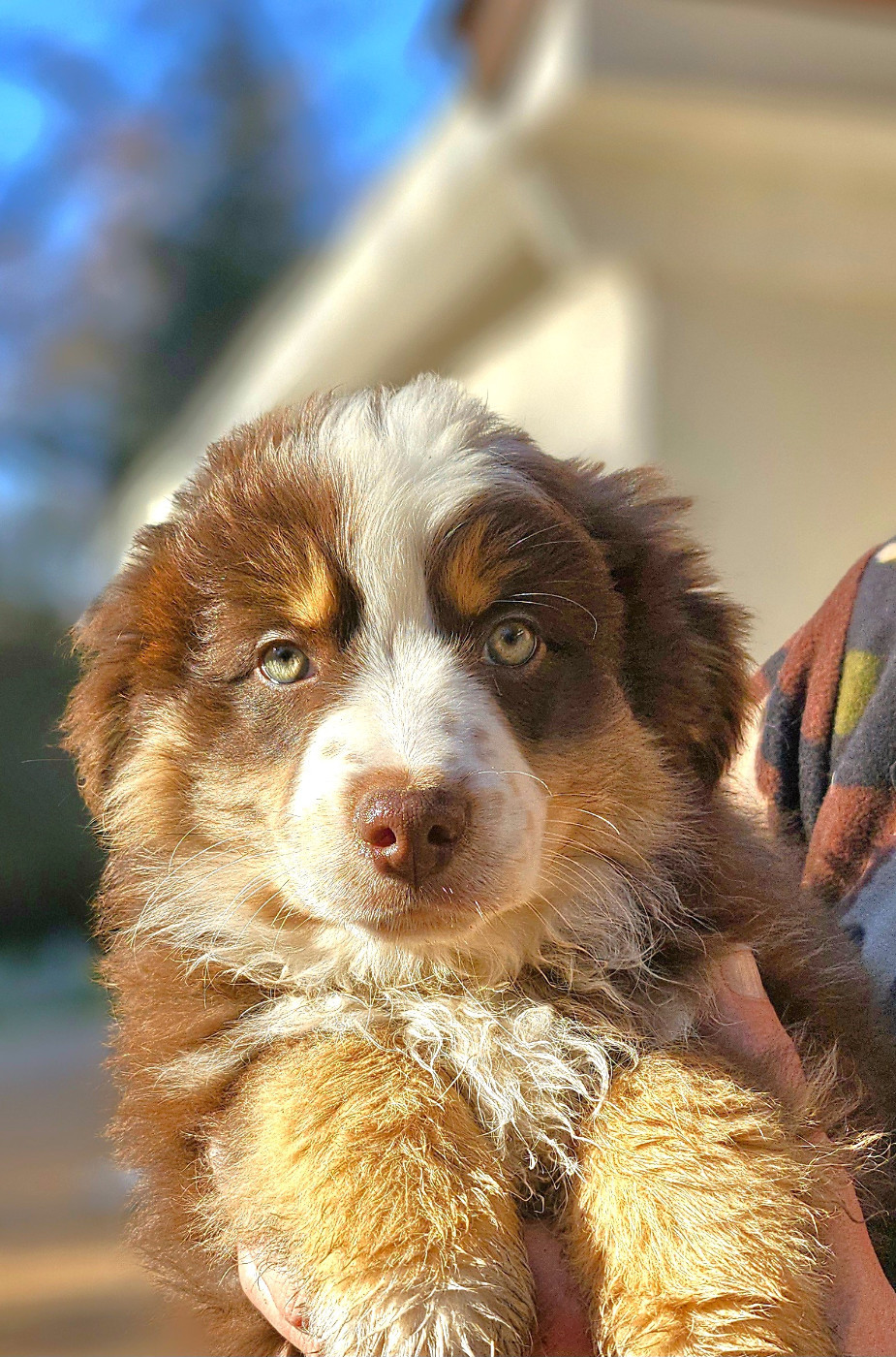 Of little by little - Chiots disponibles - Berger Américain Miniature 