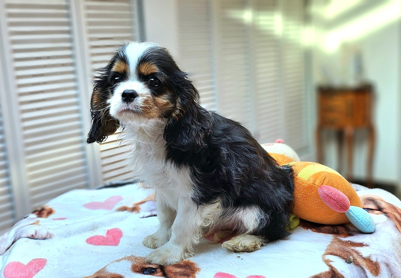 Of little by little - Cavalier King Charles Spaniel - Portée née le 18/10/2025