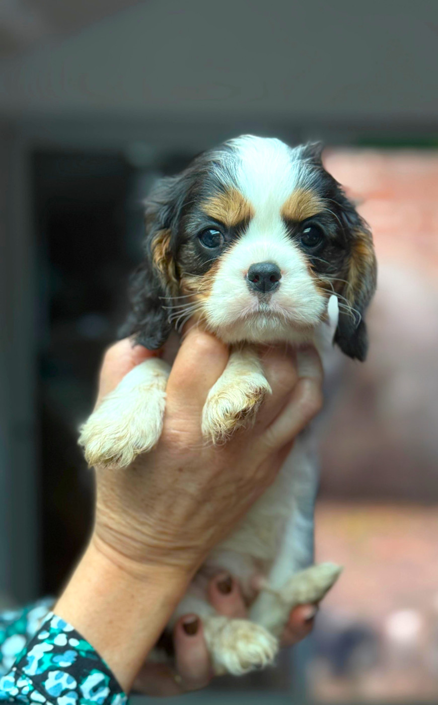 Of little by little - Cavalier King Charles Spaniel - Portée née le 25/10/2025