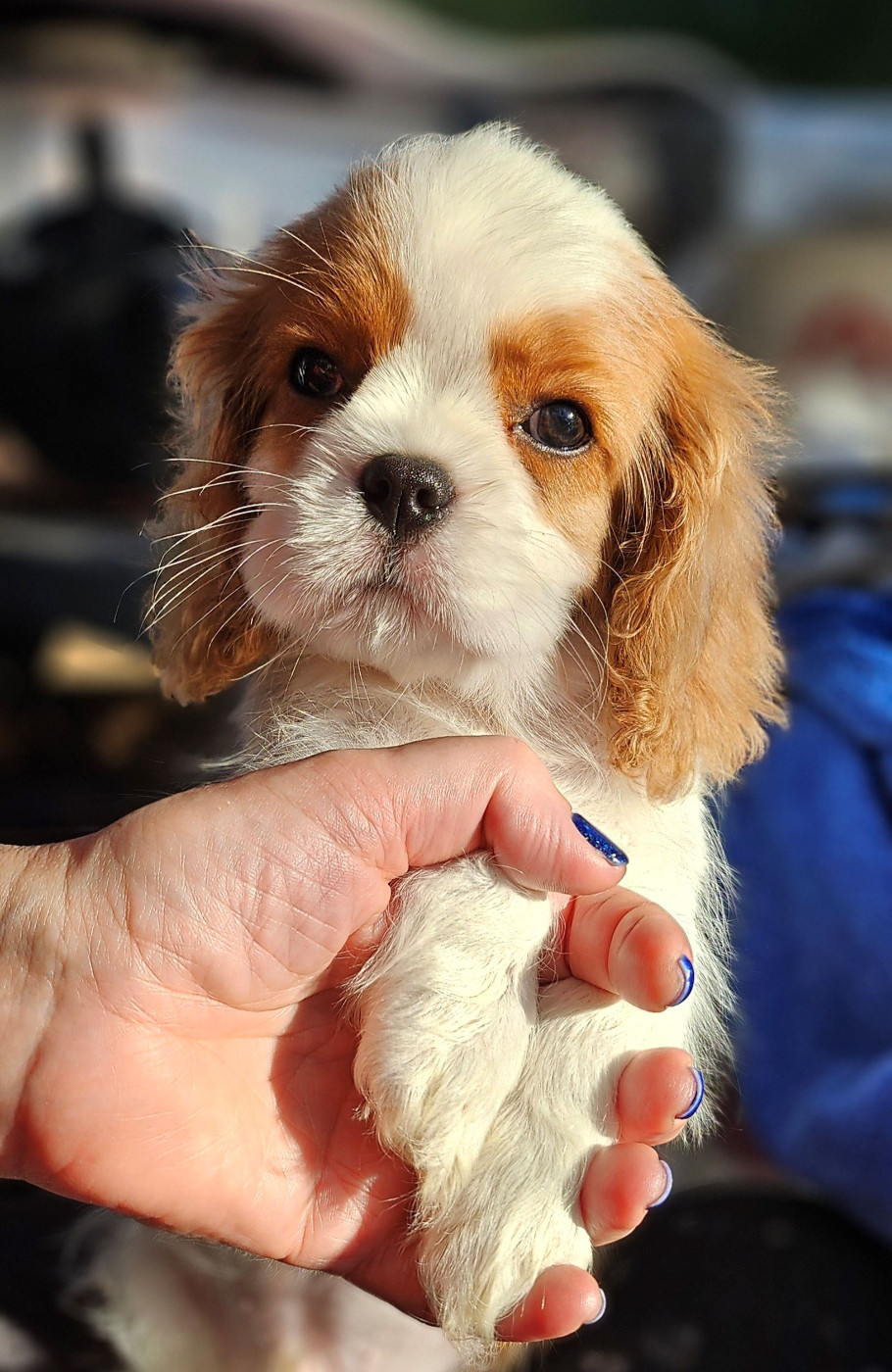 Of little by little - Chiots disponibles - Cavalier King Charles Spaniel