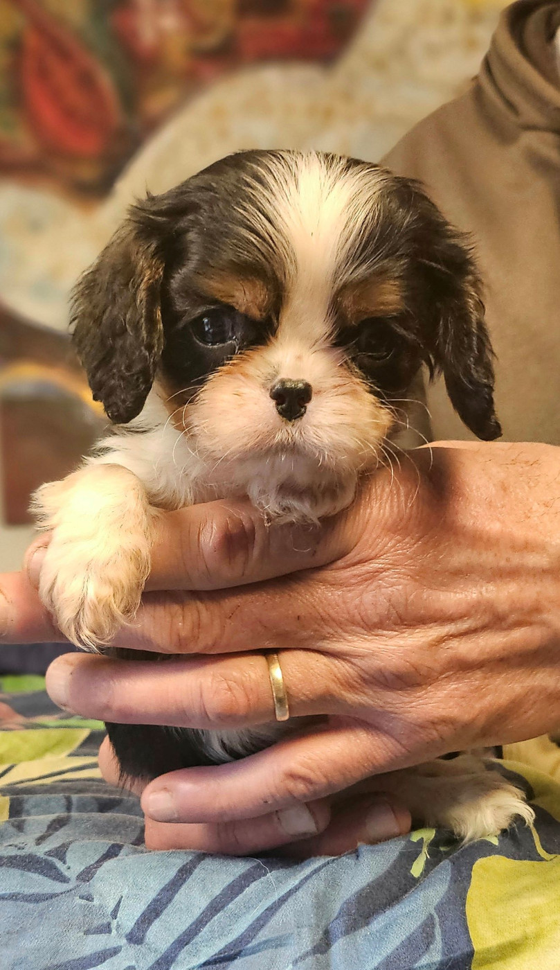 Of little by little - Chiots disponibles - Cavalier King Charles Spaniel