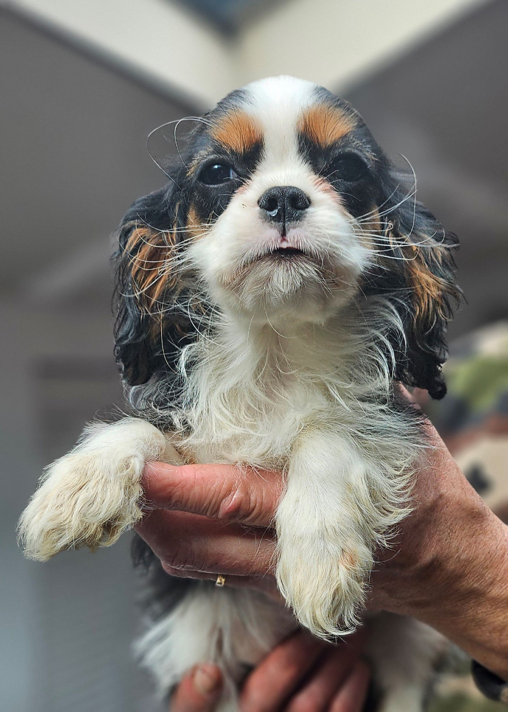 Of little by little - Cavalier King Charles Spaniel - Portée née le 18/10/2025
