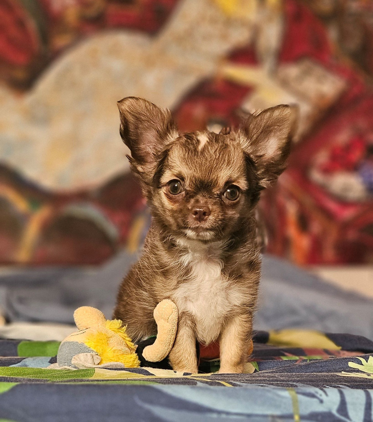 Of little by little - Chiots disponibles - Chihuahua