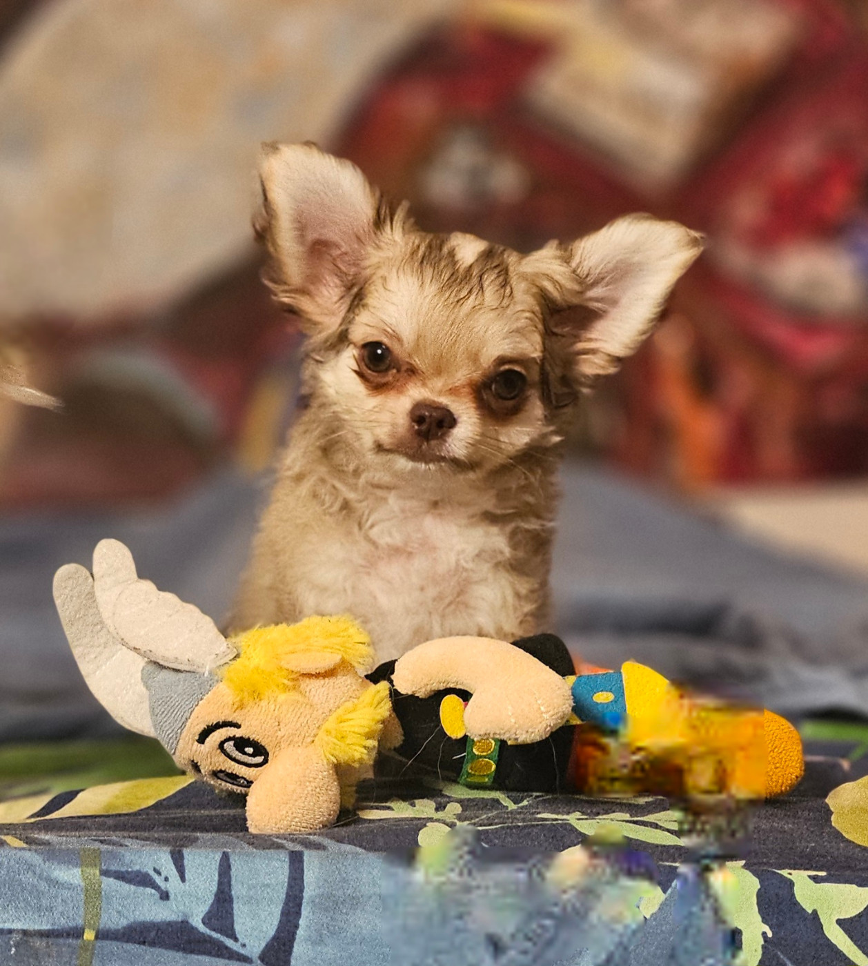 Of little by little - Chiots disponibles - Chihuahua